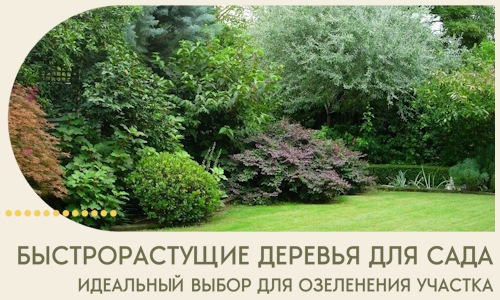 Быстрорастущие деревья для сада идеальный выбор в Егорьевске
