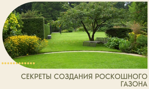 Секреты создания роскошного газона в Егорьевске